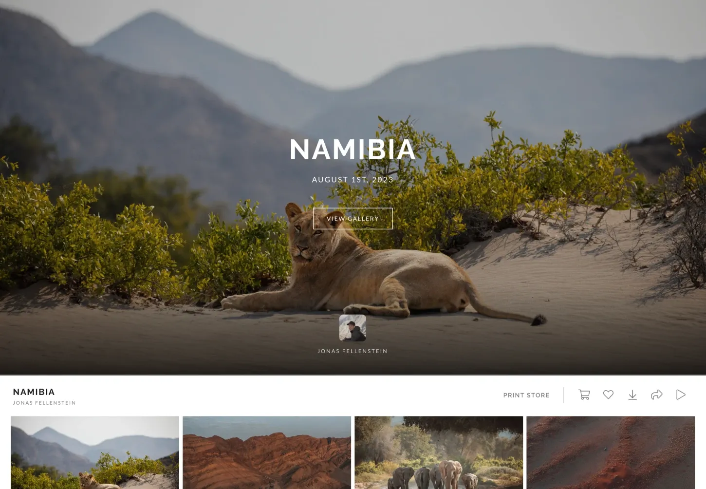 Resting lion on Namibian sand dunes captured during a safari by Jonas Fellenstein.